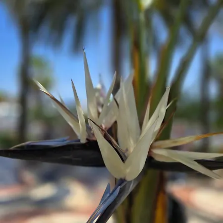 Navegantes I * Torrevieja